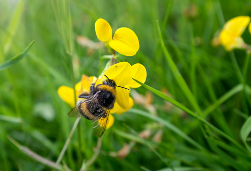 Bumblebee Collecting Pollen In The UK