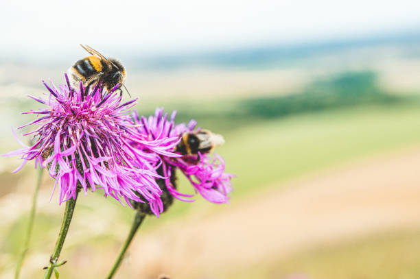 Bumblebee on a wild flower stock photo