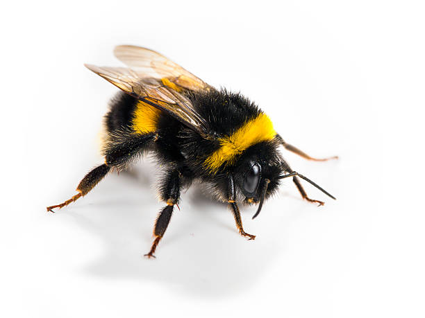 bumblebee bumblebee close-up on white background  animal hair photos stock pictures, royalty-free photos & images
