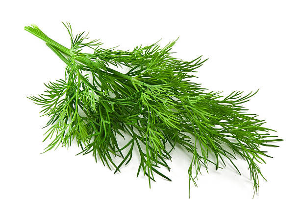 bunch fresh dill bunch fresh dill on white background dill photos stock pictures, royalty-free photos & images