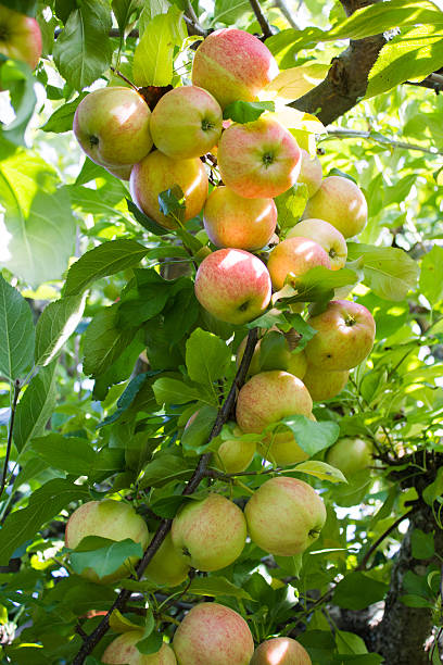 Bunch of Apples on a Branch stock photo