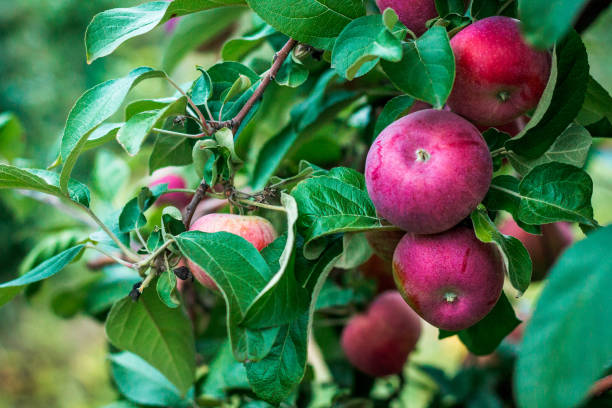 bunch of apples on a tree in an orchard in Grand Rapids Michigan stock photo