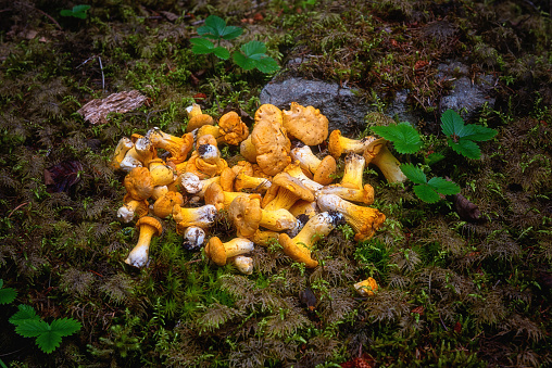 Bunch of chanterelles, delicacy edible mushrooms in the forest, natural background