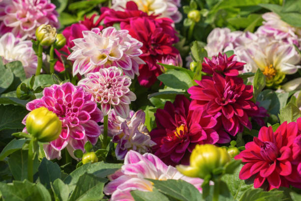 Bunch of colorful dahlia flowers. Springtime at the flower market stock photo