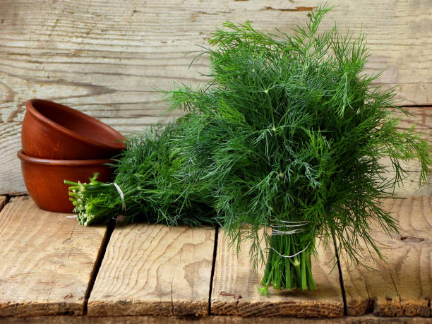 bunch of dill on wooden background bunch of dill on wooden background dill stock pictures, royalty-free photos & images