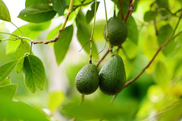 bos van verse avocado's rijpen aan de boomtak van een avocado - avocado stockfoto's en -beelden