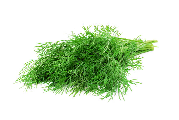 bunch of fresh dill isolated on white background bunch of fresh dill isolated on white background dill stock pictures, royalty-free photos & images