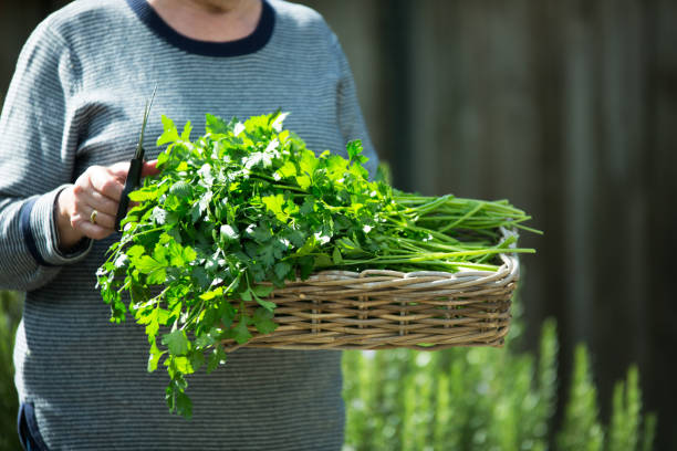 A bunch of fresh home grown parsley in a basket stock photo
