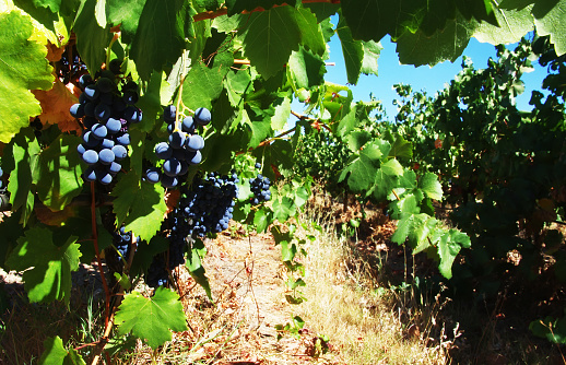 Red bunch of grapes in the vineyard, Alentejo region, Portugal