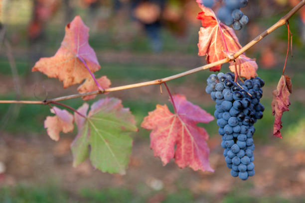 Bunch of grapes of Lambrusco Grasparossa during autumn 2020 foliage Foliage in Lambrusco Grasparossa vineyard with color contrast between red leaves and the dark bunch of grapes lambrusco stock pictures, royalty-free photos & images