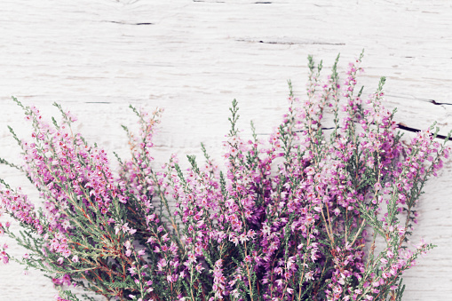 Bunch of heather flower (calluna vulgaris, erica, ling) on shabby wooden table top view. Greeting card in vintage style.