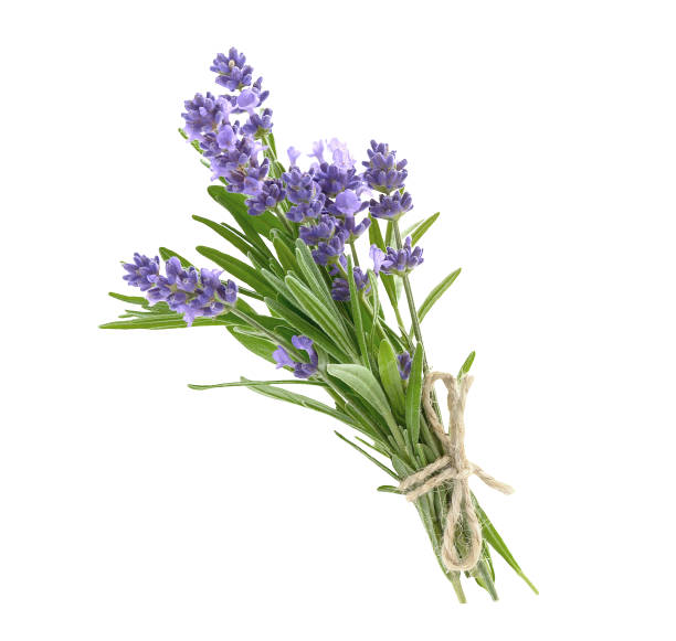 Bunch of lavender flowers isolated on a white Bunch of lavender flowers in soft tone isolated on a white background bundle stock pictures, royalty-free photos & images