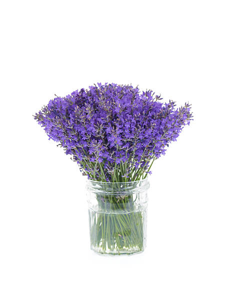 Bunch of lavender flowers isolated on white. stock photo