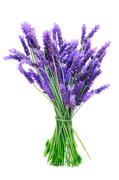 bunch of lavender a bunch of lavender on a white background lavender color stock pictures, royalty-free photos & images