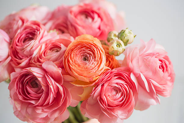 bunch of pale pink ranunculus persian buttercup  light background, wooden stock photo
