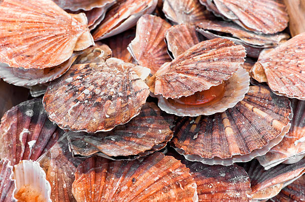 A bunch of scallops for sale at a street market stock photo