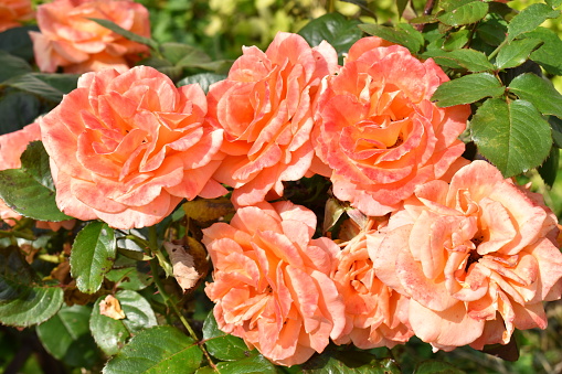 The roses have got shades of orange and pink colors and it almost looks as if they are lit - a very lush image.