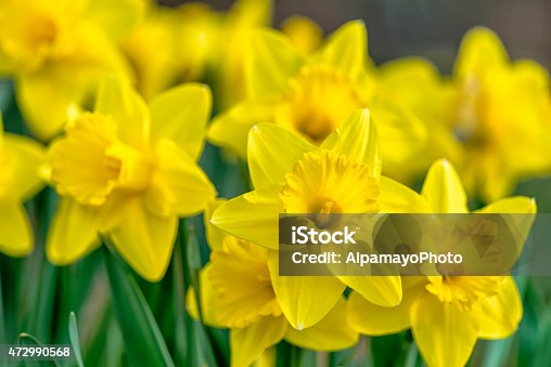 istock Bunch of yellow daffodils 472990568