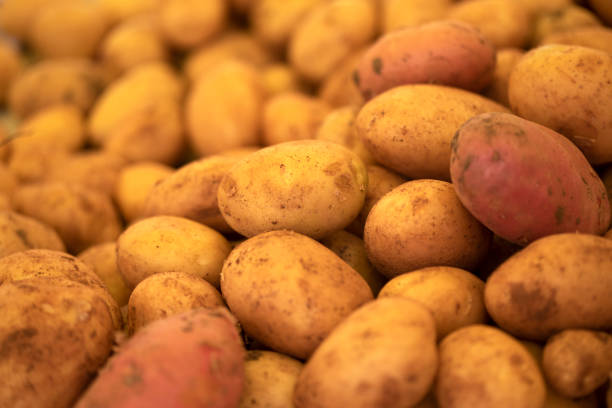A bunch of young potatoes at the market A bunch of young potatoes at the market lepro stock pictures, royalty-free photos & images