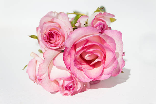 bunch pink roses on white background stock photo