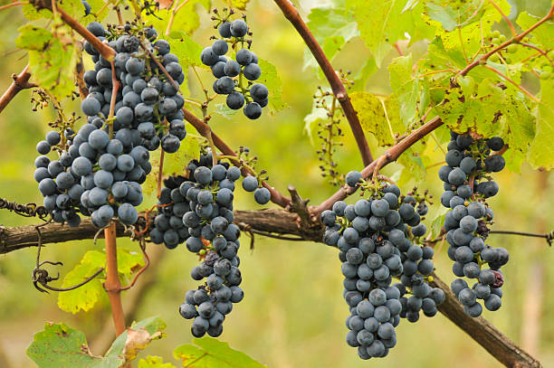 Bunches of grapes before harvest stock photo