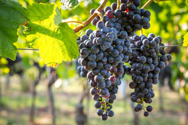 Bunches of ripe grapes growing in vineyard at sunset. Almost ready for harvest. stock photo