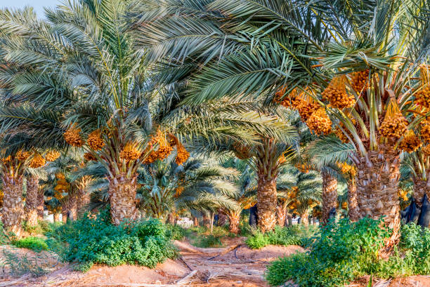 Bunches of ripening dates in plantation of palms stock photo