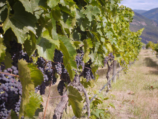 Bunches of ripening grapes hanging on vines in a vineyard stock photo
