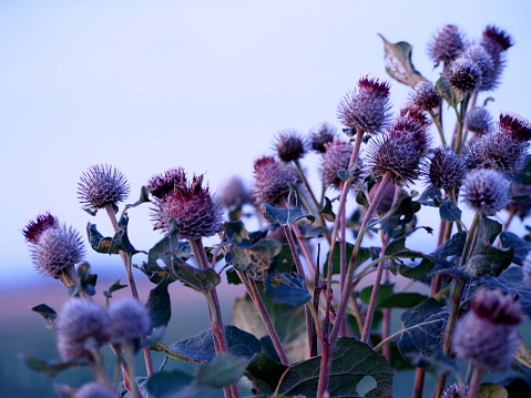 bunches of thistle flowers in the autumn sun, gray round thistles with flowers with purple petals, wild gray-green plants, weeds, wallpaper,blue sky
