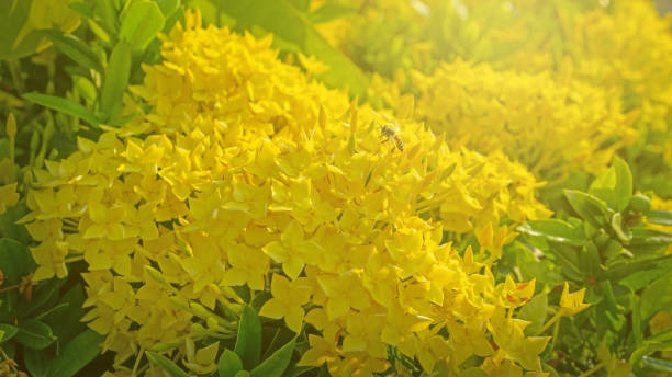 trossen van gele kleurblaadjes ixora de installatiebloesem van de bloem op onscherpe groene bladerenachtergronden onder zacht zonlicht ochtend - needle spiking stockfoto's en -beelden