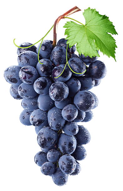 Bundle of blue grapes with a leaf against white background stock photo