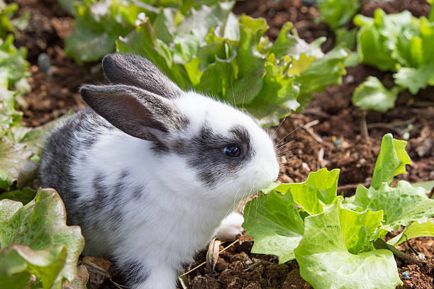 Bunny in garden stock photo