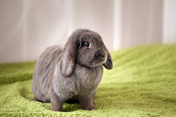 bunny stock photo