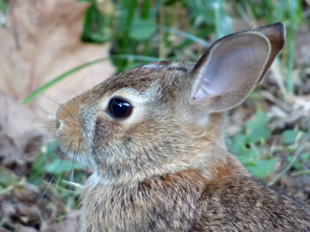Bunny Portrait stock photo