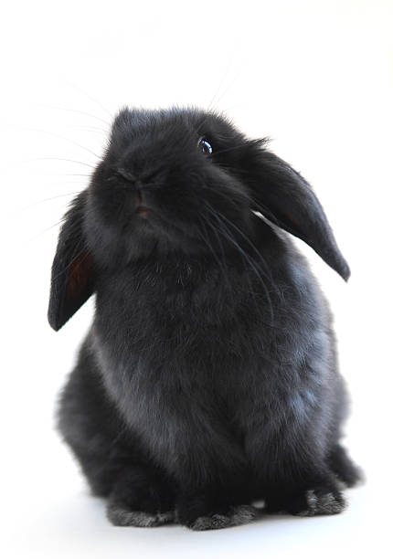 bunny rabbit - dwarf rabbit isolated bildbanksfoton och bilder