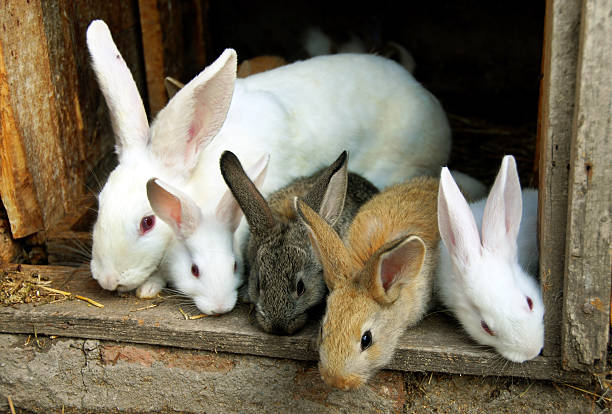 Bunny Rabbits family stock photo