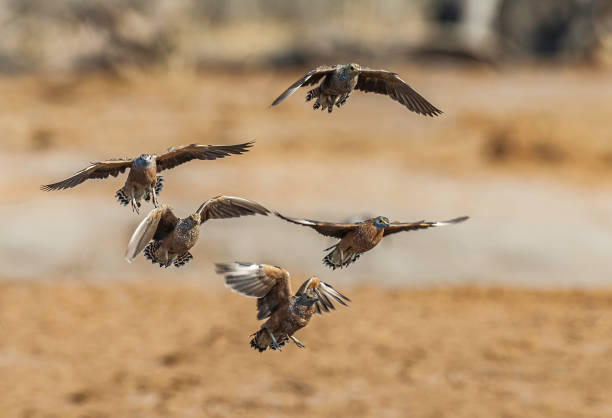 burchell's  sandgrouse, pterocles burchelli, savute area, chobe national park, botswana; flying - grouse flying imagens e fotografias de stock