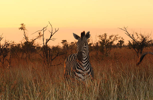 Burchells zebra with a sunrise in the background stock photo