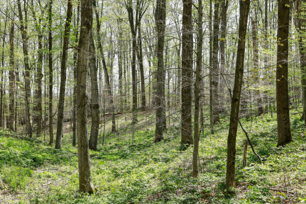 Burgeoning Forest, trees budding, leaves unfurling stock photo
