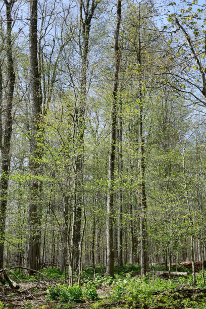 Burgeoning Forest, trees budding, leaves unfurling stock photo