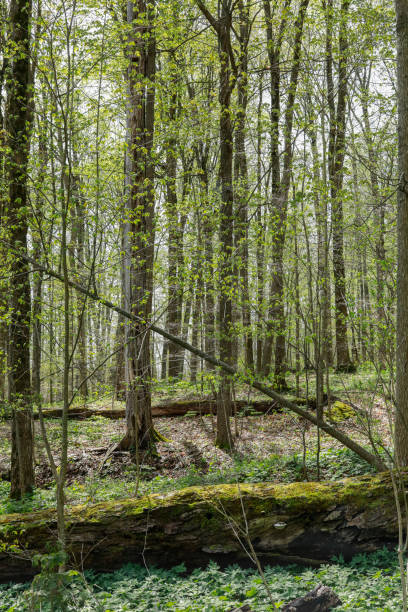 Burgeoning Forest, trees budding, leaves unfurling with recumbent snag stock photo