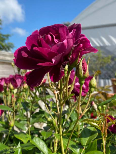 Burgundy Ice Rose in the garden. stock photo