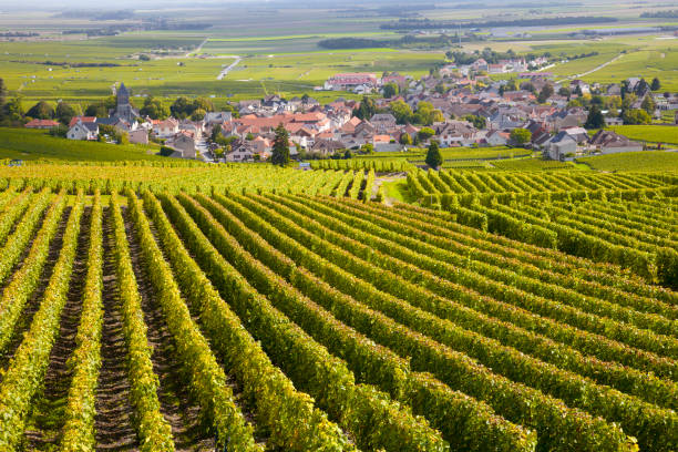 Burgundy vineyards stock photo