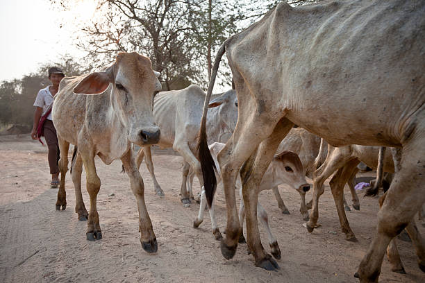 Burmese Cows stock photo