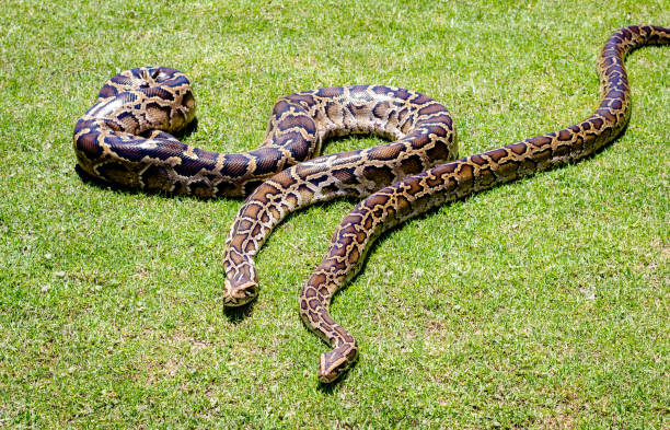 Burmese python background. Two pythons on grass stock photo