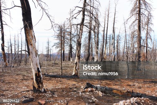 istock Burned forest in Bryce Canyon National Park 185224422