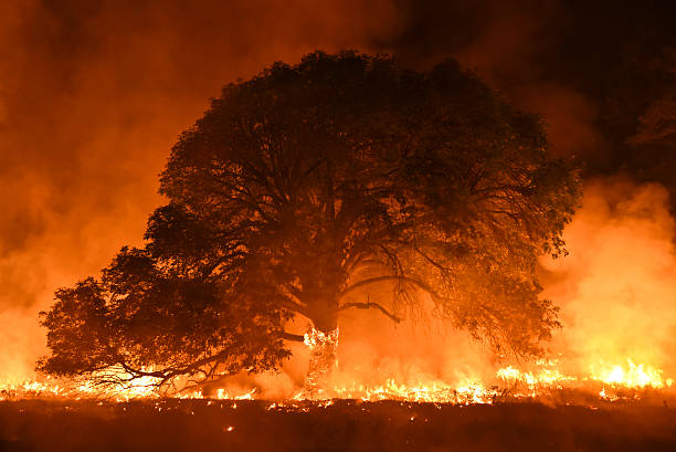 Burning Ash Tree stock photo