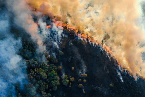 Burning grass with fire and smoke. Forest fire, aerial top view from drone stock photo
