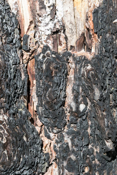 Burnt Bark after Forest Fire Tree with Burnt Bark after Forest Fire erik trampe stock pictures, royalty-free photos & images