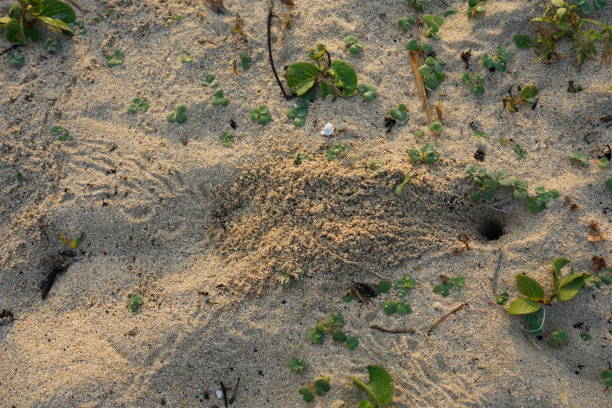 tana, tana o buco di nidificazione di un granchio eremita sulla spiaggia di tomori ad amami oshima, kagoshima, giappone - tomori foto e immagini stock